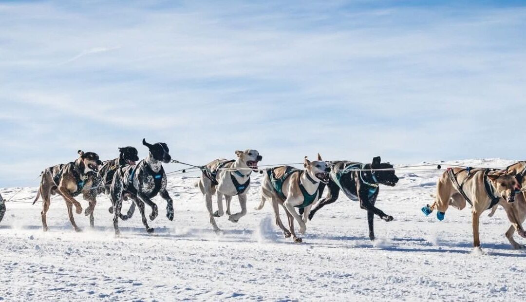 Remettre un hound à l’entraînement : notre méthode de terrain après 15 ans d’expérience