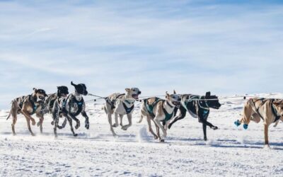 Remettre un hound à l’entraînement : notre méthode après 15 ans d’expérience