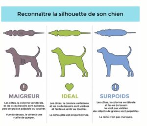 chien qui maigrit