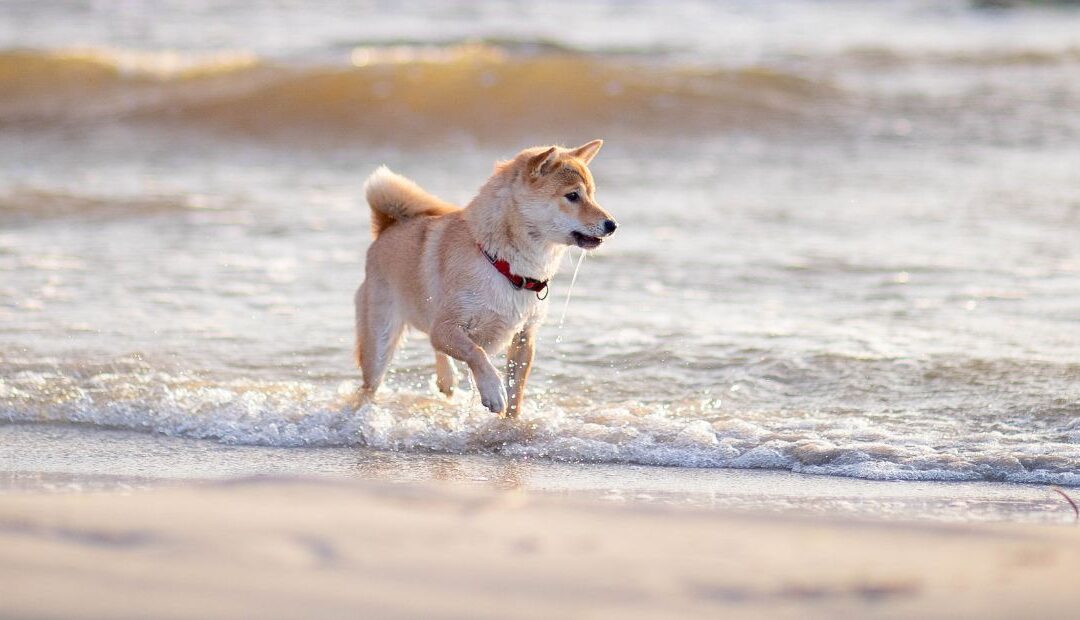 Récupération du chien sportif après plusieurs semaines d’entraînement intensif