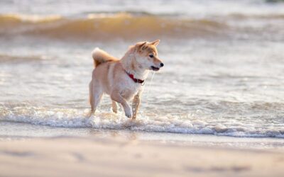 Récupération du chien sportif après plusieurs semaines d’entraînement intensif
