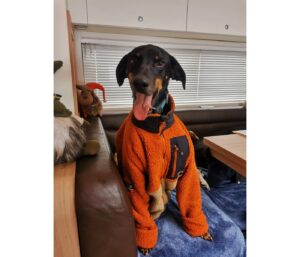 Remettre un hound à l’entraînement : notre méthode après 15 ans d’expérience 4 SOLO COSTE RACEDOG 2
