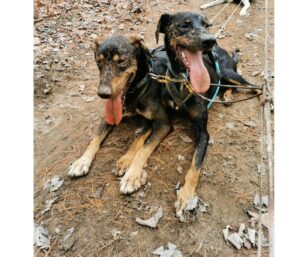 SOLO COSTE RACEDOG 3