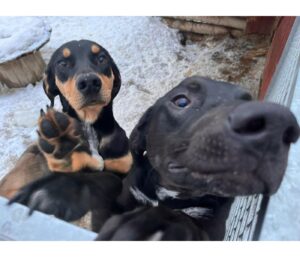 Remettre un hound à l’entraînement : notre méthode après 15 ans d’expérience 5 Solo
