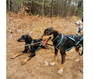Remettre un hound à l’entraînement : notre méthode après 15 ans d’expérience 3 SOLO COSTE RACEDOG 4