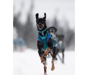 Remettre un hound à l’entraînement : notre méthode après 15 ans d’expérience 6 SOLO COSTE RACEDOG 5