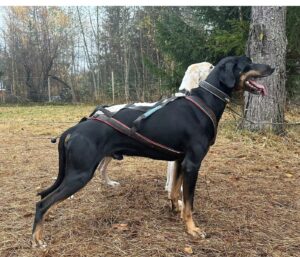 Remettre un hound à l’entraînement : notre méthode après 15 ans d’expérience 1 SOLO COSTE RACEDOG 6